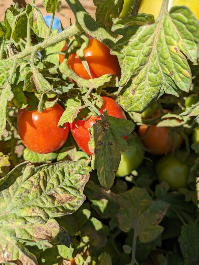 New Tomato plant in the dry season, Matumbulu village