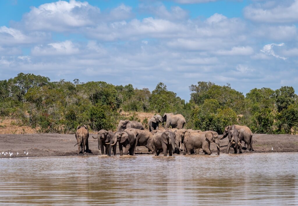 Wildlife drinking water at Ol Pejeta Dam_01 July 2021