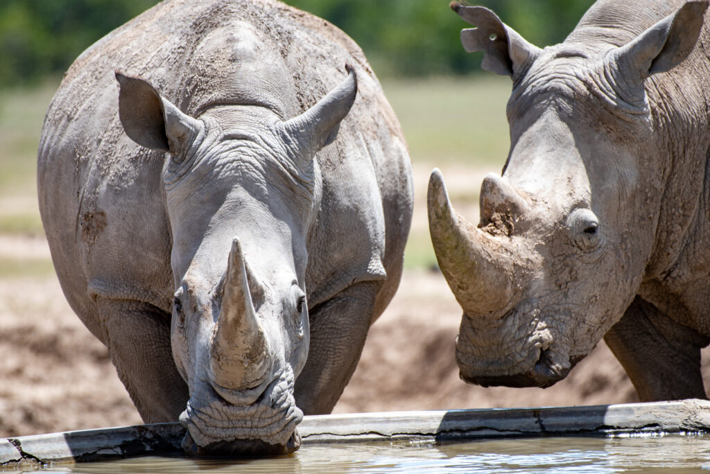 1. Rhinos drinking from water points at Ol Pejeta Conservancy. Credit: Dylan Habil